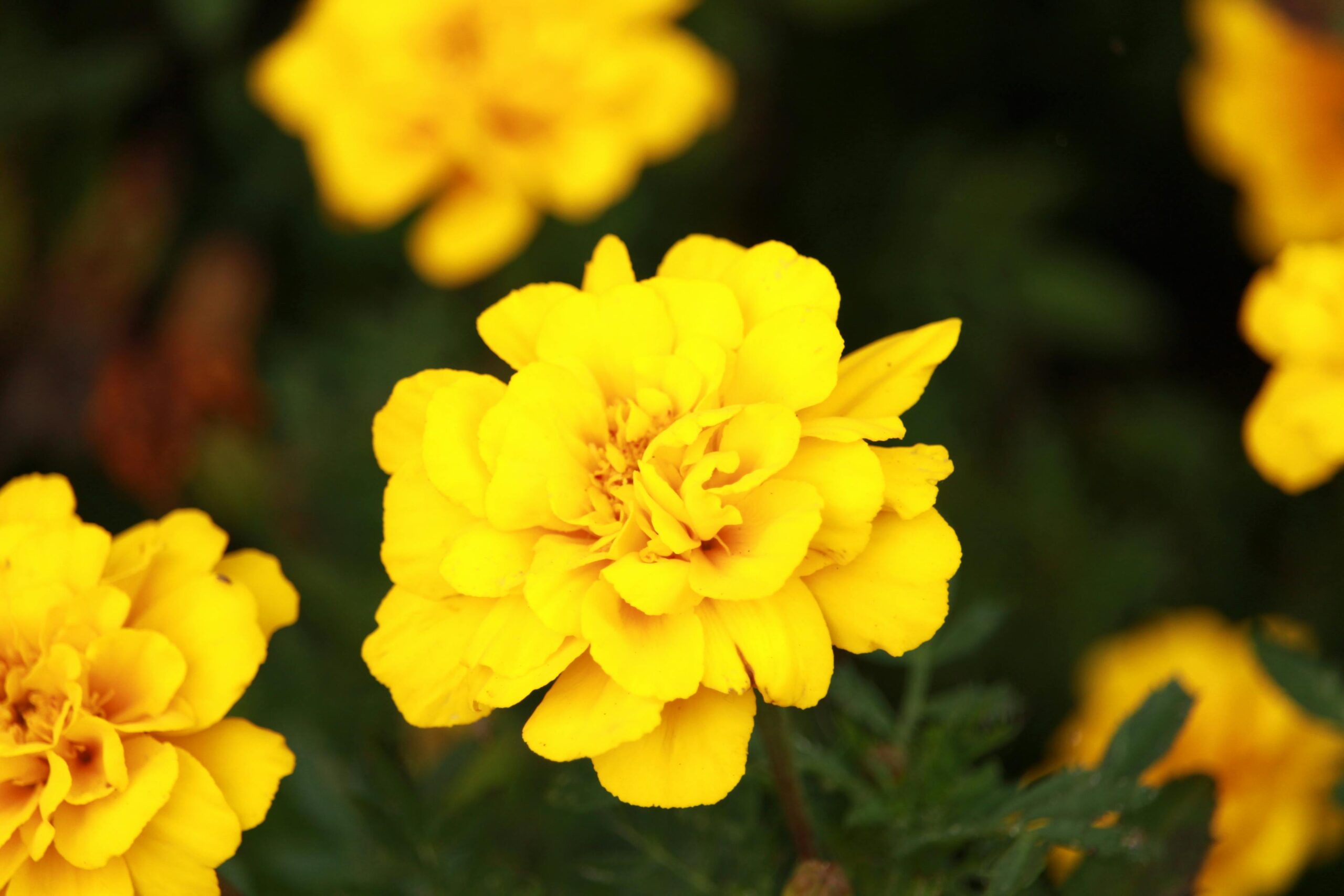 Close-up of a vibrant yellow marigold flower in full bloom, showcasing its detailed petals.